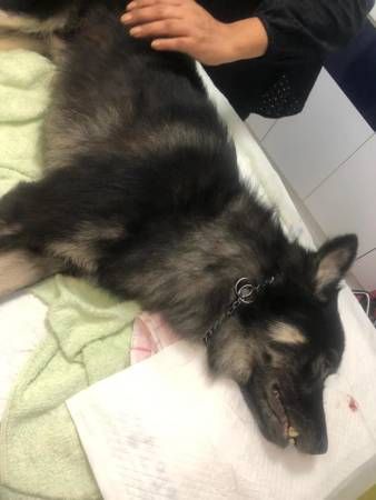 爱犬疑被车辗死 新国狗主欲找目击者