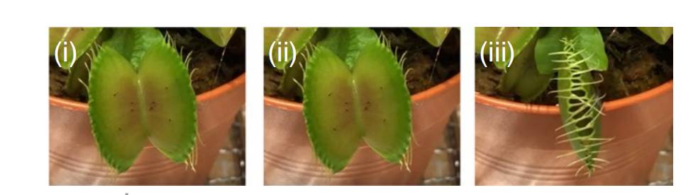 植物也能联网！新加坡科学家研发植物机器人，可用于观测植物健康和病虫害预警