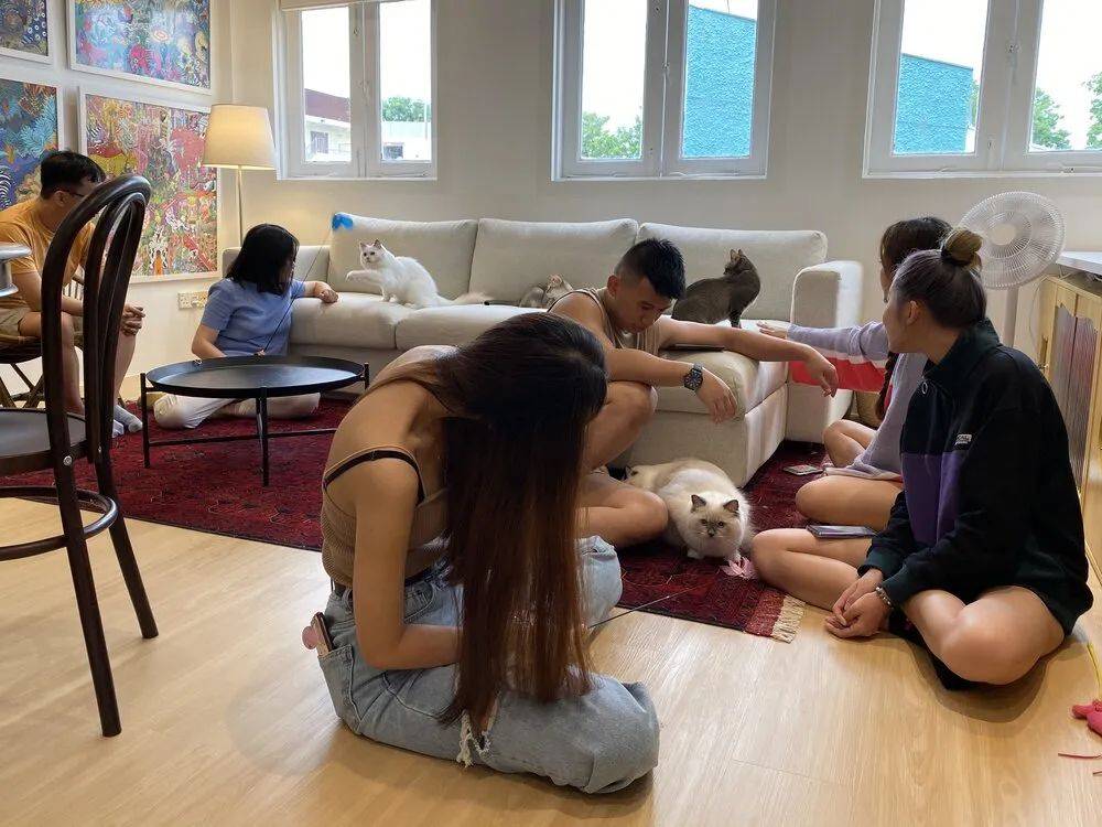 再也不用云吸猫（狗）！盘点新加坡的撸猫撸狗圣地