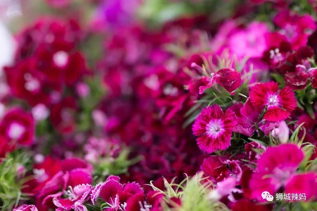 新加坡最大最好逛的花市，1000+花卉，新年必入好运连连