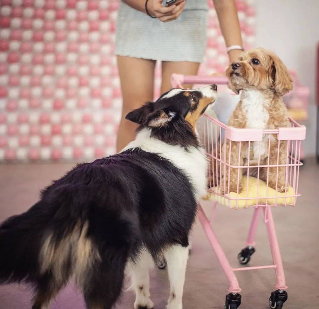 再也不用云吸猫（狗）！盘点新加坡的撸猫撸狗圣地