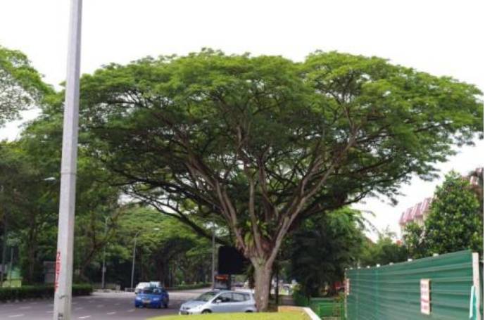 新加坡小伙伴们注意了!今天开始这些道路全封