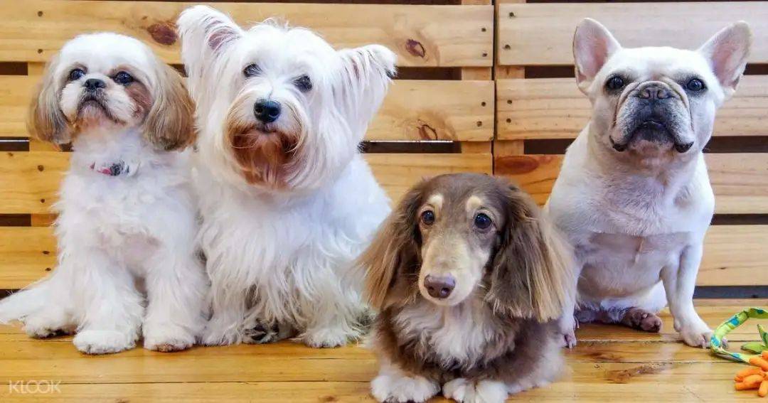 再也不用云吸猫（狗）！盘点新加坡的撸猫撸狗圣地