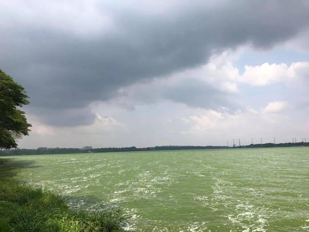 罕见!新加坡圣淘沙这条河变成了粉色,惊现大批死鱼!39年创记录暴雨太作了