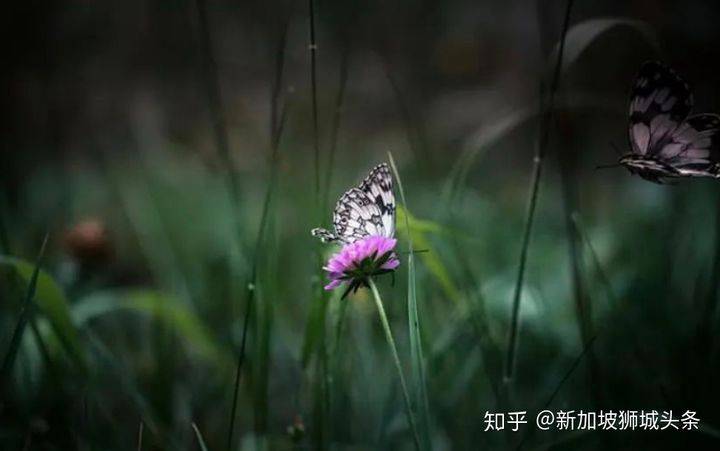 淡滨尼 Tampines: 嬉耍玩乐怎么玩?新加坡最强攻略