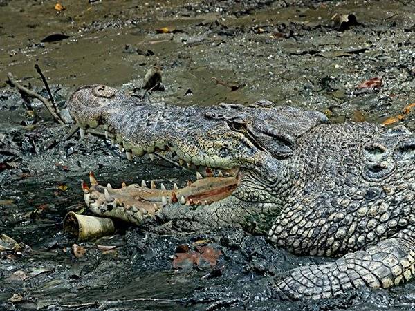 四脚蛇觅食不果 反成鳄鱼盘中餐