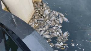 新加坡顶级富豪区升涛湾水道变成粉红色！死鱼成片漂浮，散发出阵阵不可描述的恶臭