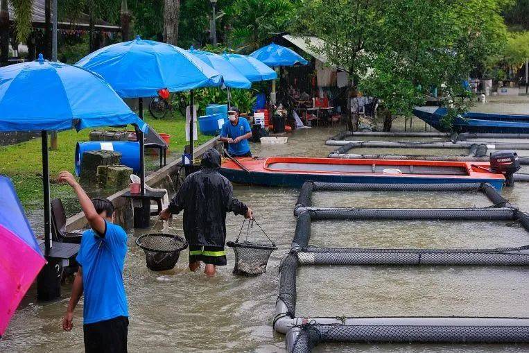 罕见!新加坡圣淘沙这条河变成了粉色,惊现大批死鱼!39年创记录暴雨太作了
