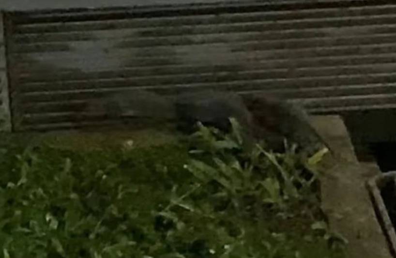 快看！蝙蝠和蜜蜂一棵树上同居了