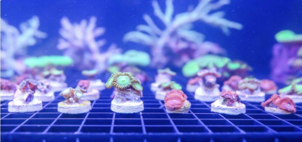 家长必备！2020圣诞🎄遛娃攻略！8个超精彩亲子活动，好玩不重样