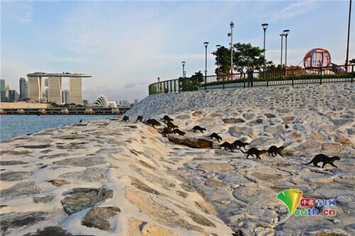 悠闲“仰泳”！新加坡野生水獭平躺海面休息