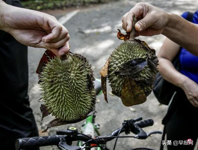 新加坡上百人周末登岛捡榴梿