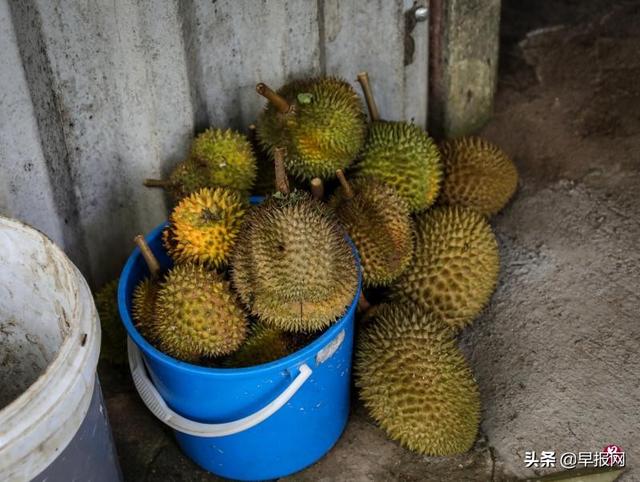 新加坡上百人周末登岛捡榴梿