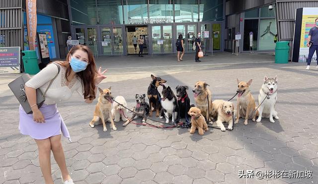 新加坡餐厅关闭堂吃，海鲜餐厅老板闲得无聊吗？竟然在海边遛螃蟹