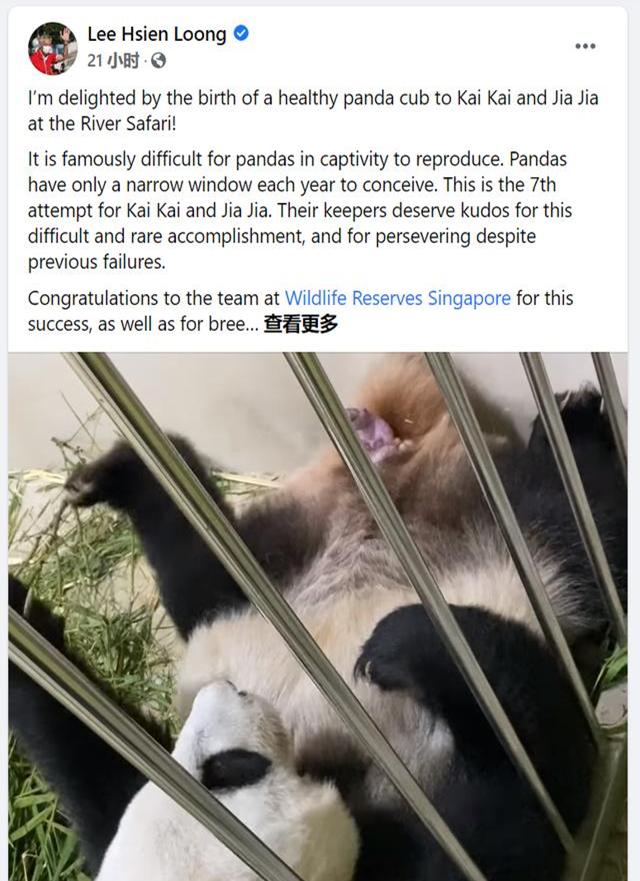 大熊猫新加坡产子惊动李显龙！你知道全球共有多少只“滚滚”吗？