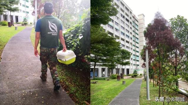 轰动新加坡的中国鸳鸯再遭“通缉”，“冷漠”的当地人齐心护鸟