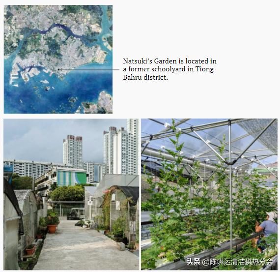 新加坡城市农场改善粮食安全的 3 种方式