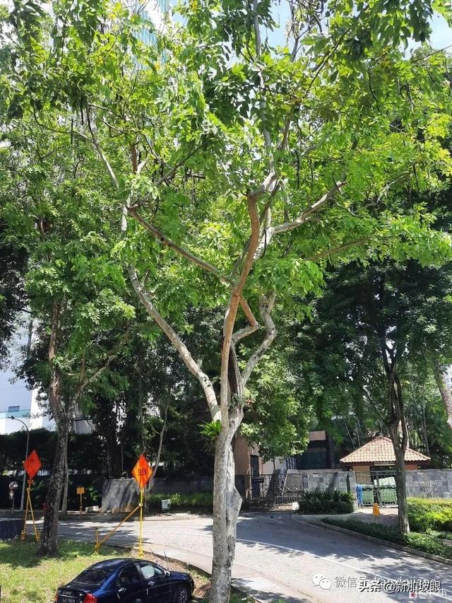 增长奇奇怪怪的知识！在新加坡遇见一棵挂着香肠的树