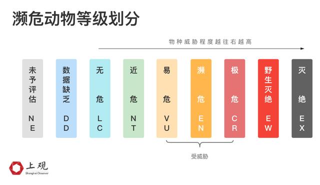 大熊猫新加坡产子惊动李显龙！你知道全球共有多少只“滚滚”吗？