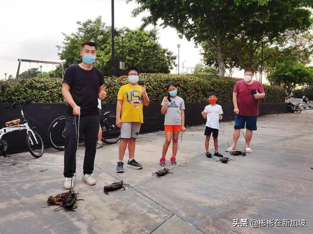 新加坡餐厅关闭堂吃，海鲜餐厅老板闲得无聊吗？竟然在海边遛螃蟹