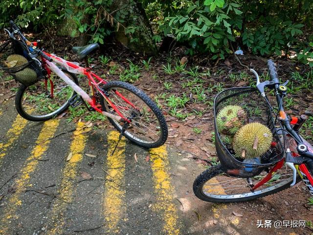 新加坡上百人周末登岛捡榴梿