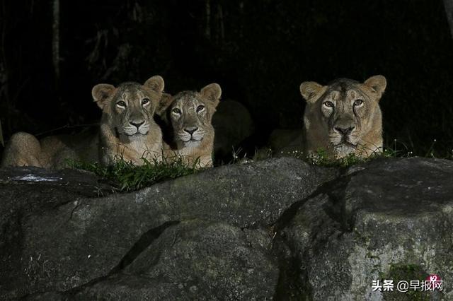 人傳動物？新加坡夜間動物園四獅子與確診新冠工作人員接觸後染疫