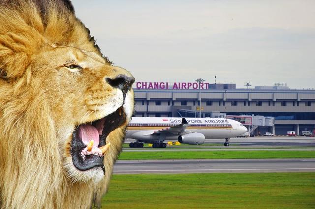 新加坡航空運送7頭獅子 結果2頭在機場逃出貨櫃箱 嚇壞地勤