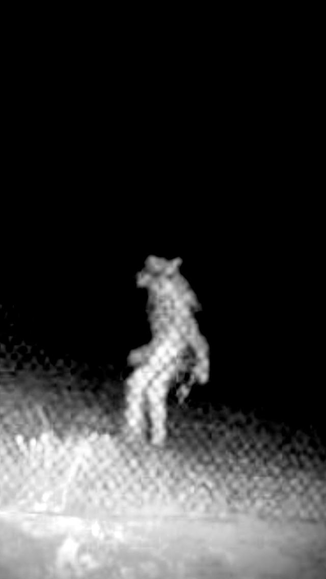 美国一动物园外凌晨有“狼人”走动 政府发照片求线索