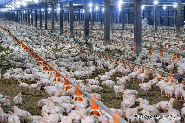 新加坡闹“鸡荒”，马来西亚禁止鸡出口，国菜“海南鸡饭”没了？