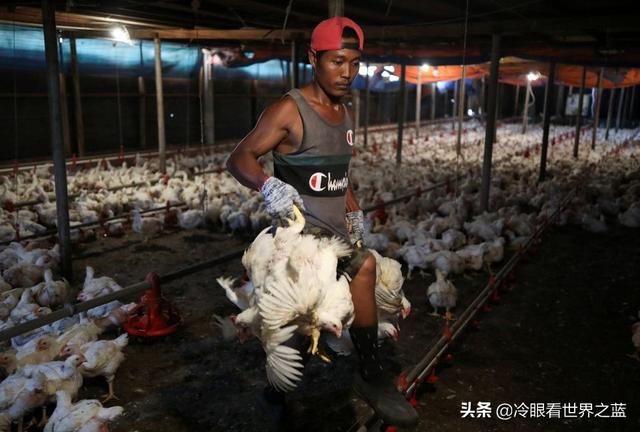 新加坡闹“鸡荒”，马来西亚禁止鸡出口，国菜“海南鸡饭”没了？
