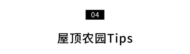 深圳人把菜園子搬上樓頂！每人租1㎡田，果蔬不斷