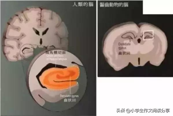 发展孩子大脑最好的三个方法：运动、阅读和游戏