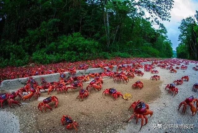 不是新加坡！海外華人最密集的地區爲什麽屬于澳大利亞？