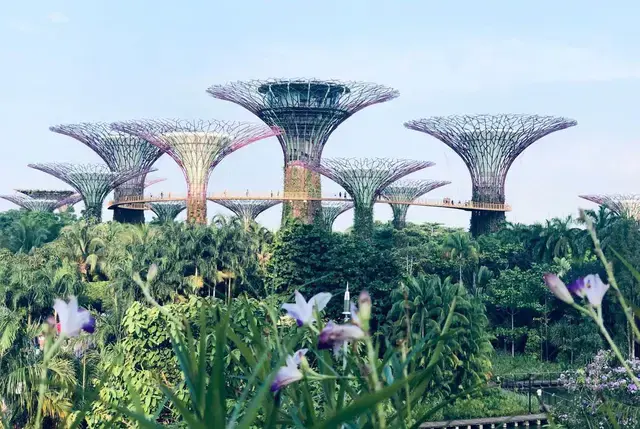 新加坡造“阿凡达”奇幻森林，一棵树高达50米，树里暗藏高科技