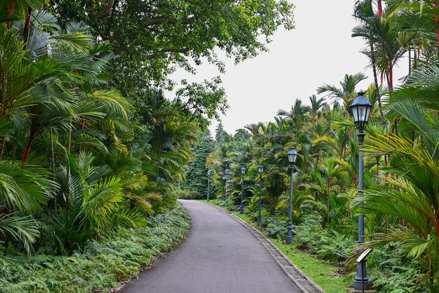 新加坡的植物园