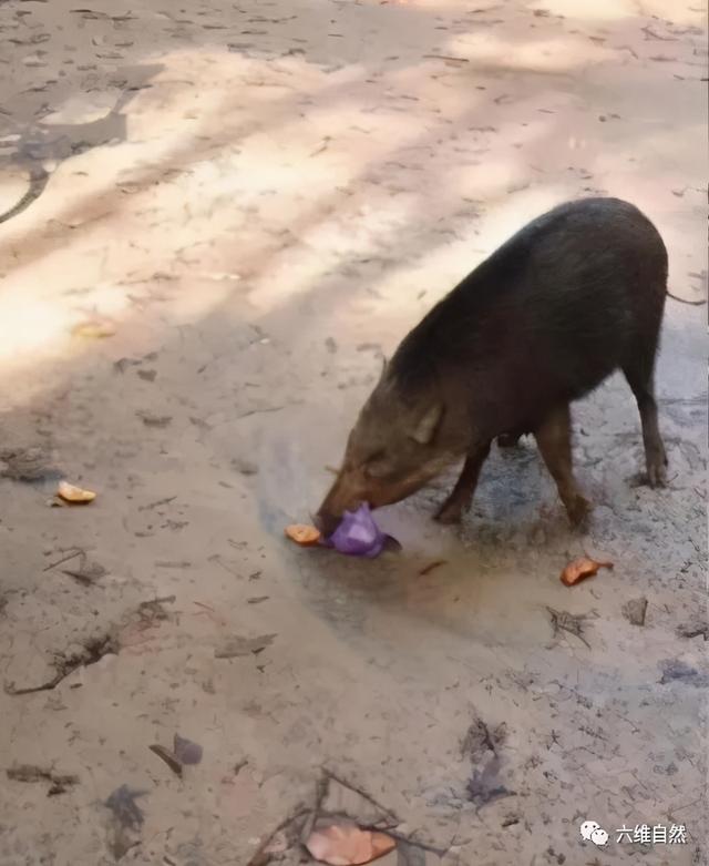 一头胆大的野猪，半路抢劫游客的食物，或是投食喂养让其养成习惯