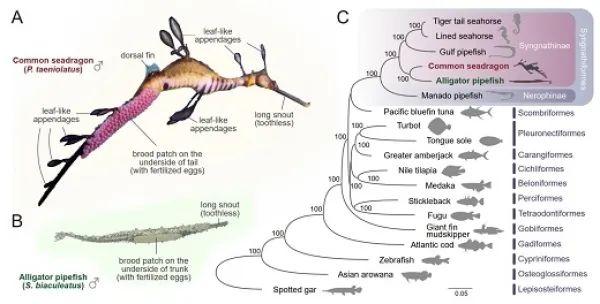 海龙科鱼类适应与进化研究获进展