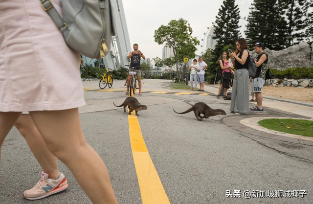 今天，几只水獭团伙横穿新加坡国立大学