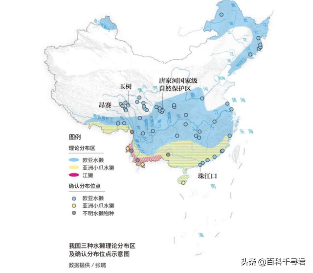 五月的最後一個星期三是世界水獺日，來認識一下我國的三種水獺