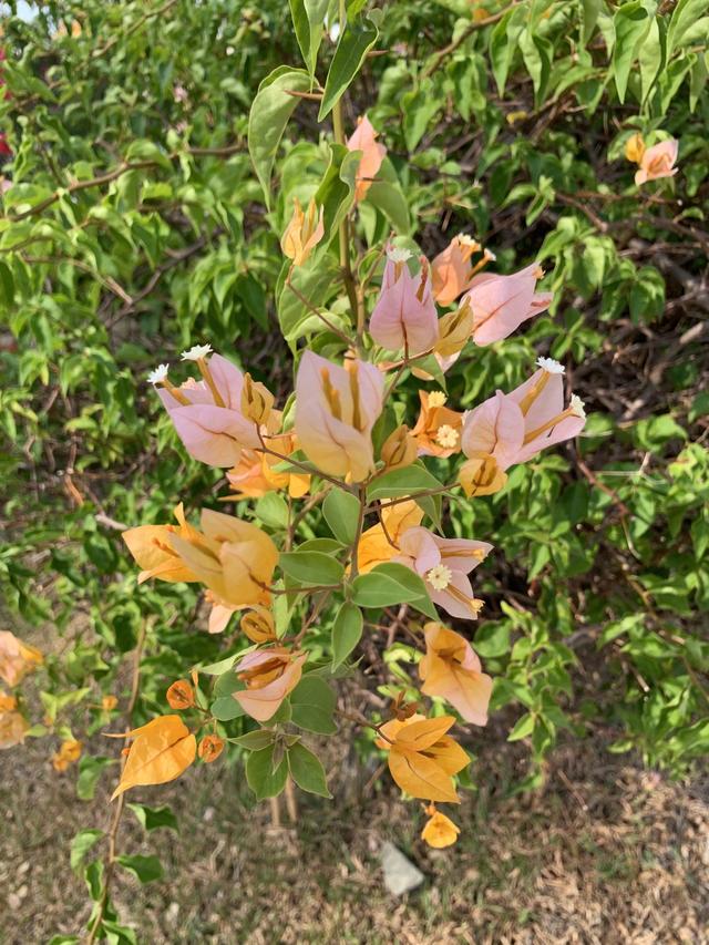 「不负好时光」说走就走的🇸🇬新加坡自由行详记