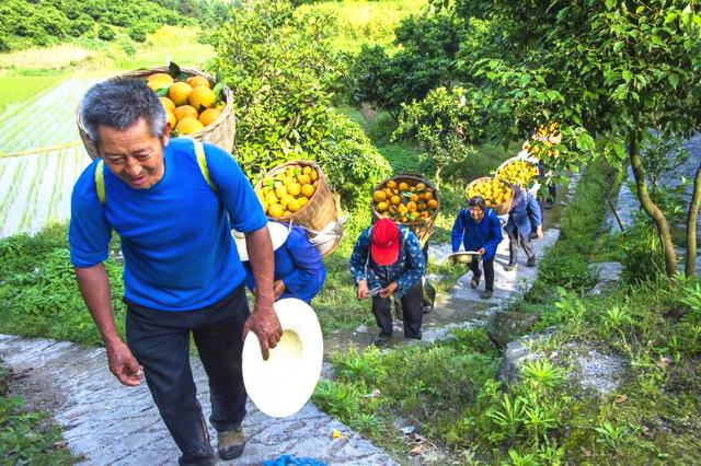 忠橙出海 重慶柑橘借力陸海新通道首次出口新加坡