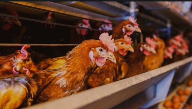 新加坡雞價格暴漲創15年來新高，網友興歎：叫不起雞啦