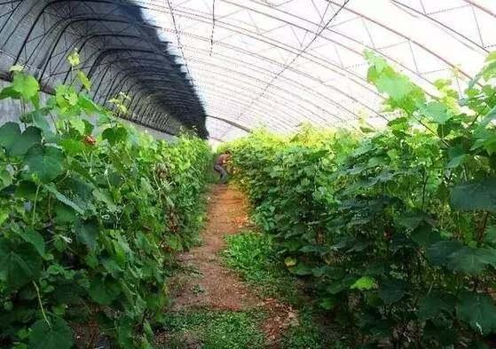 新加坡Vege 2 Fresh品牌生菜殺蟲劑超標！快看看你家有沒有？