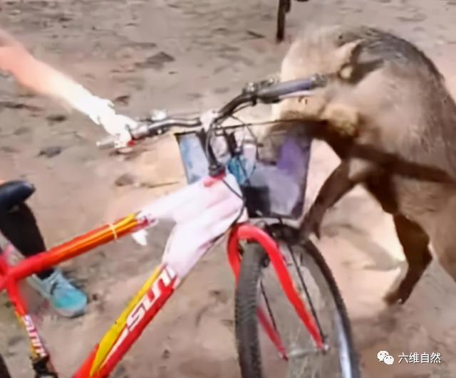 一头胆大的野猪，半路抢劫游客的食物，或是投食喂养让其养成习惯