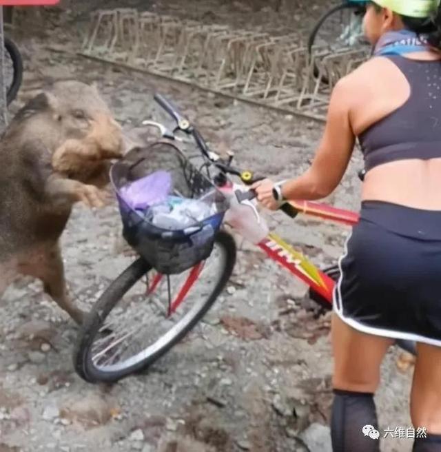 一头胆大的野猪，半路抢劫游客的食物，或是投食喂养让其养成习惯