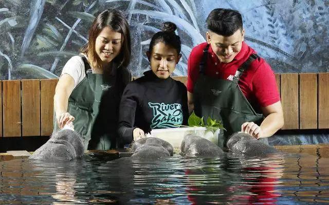 弹丸之地的新加坡竟然有4个动物园，攻略准备好了，这个夏天值得和孩子一起去