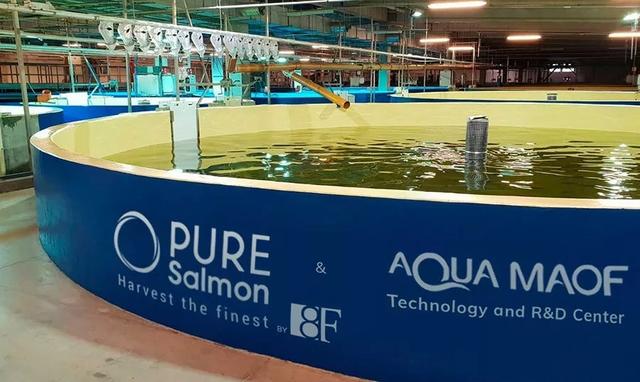 Pure Salmon向全球募資，投資中國五大城市的陸基三文魚項目