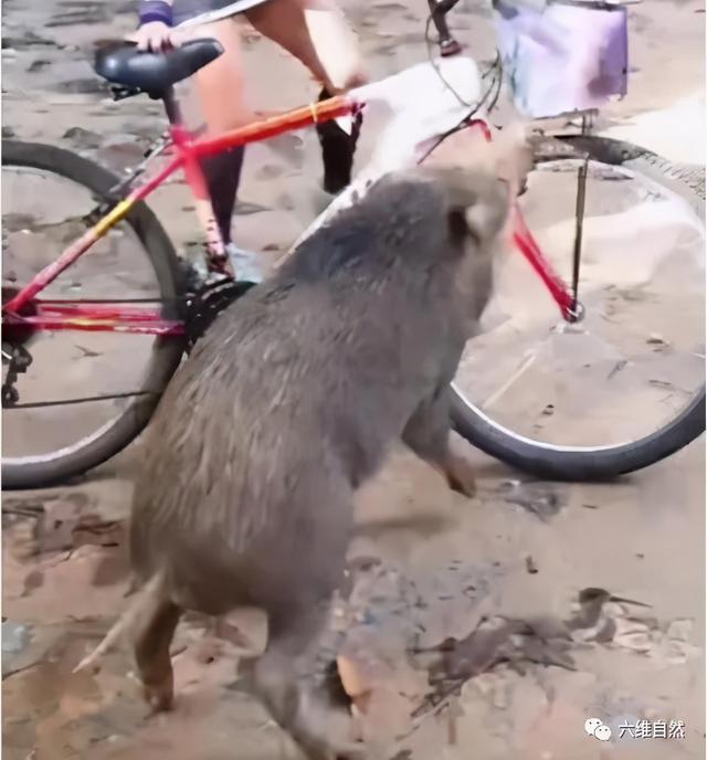 一头胆大的野猪，半路抢劫游客的食物，或是投食喂养让其养成习惯