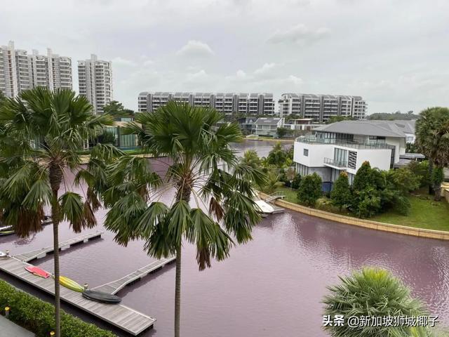 新加坡富豪区这条河变成粉色，惊现大批死鱼！39年罕见暴雨太作