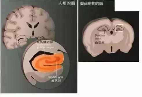 洪兰教授：激活孩子大脑的三个有效方法，运动、阅读和游戏